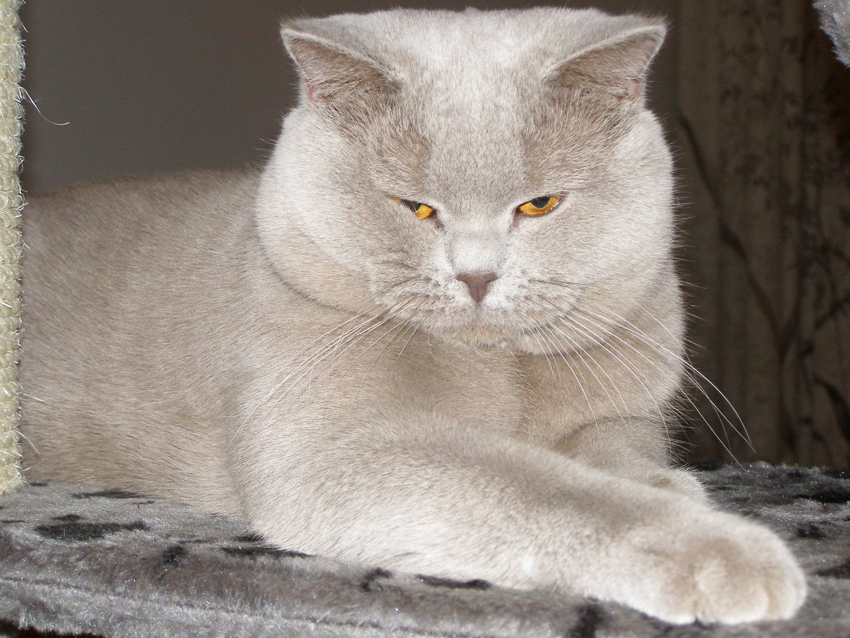 foto bohous a dragon 022.jpg